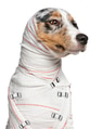 Close-up of Australian Shepherd puppy in bandages, 5 months old, in front of white background Close-up of Australian Shepherd puppy in bandages, 5 months old, in front of white background - PhotoDune Item for Sale