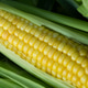 Fresh sweet corn cobs on rustic wood. Whole corn with bright yellow kernels. Organic farm. Fresh sweet corn cobs on rustic wood. Whole corn with bright yellow kernels. Organic farm. - PhotoDune Item for Sale