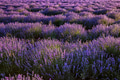 blooming lavender blooming lavender - PhotoDune Item for Sale