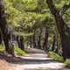 Trail passing through lush pine tree woods on sea shore Trail passing through lush pine tree woods on sea shore - PhotoDune Item for Sale