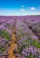 Lavender field Lavender field - PhotoDune Item for Sale
