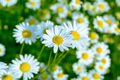 Summer meadow of blooming daisies, selective focus Summer meadow of blooming daisies, selective focus - PhotoDune Item for Sale