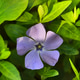 Close up photo of beautiful dewy purple flower within green foliage. Close up photo of beautiful dewy purple flower within green foliage. - PhotoDune Item for Sale