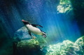 Penguin diving Penguin diving - PhotoDune Item for Sale