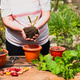 woman transplants flowers outdoors in a flower pot woman transplants flowers outdoors in a flower pot - PhotoDune Item for Sale