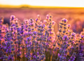scented flowers scented flowers - PhotoDune Item for Sale