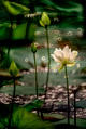 White lotus blooming in the pond White lotus blooming in the pond - PhotoDune Item for Sale