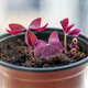 Purple shamrock seedlings in a pot, closeup macro Purple shamrock seedlings in a pot, closeup macro - PhotoDune Item for Sale