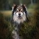 Portrait of a Finnish Lapphund dog Portrait of a Finnish Lapphund dog - PhotoDune Item for Sale