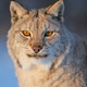 Close-up of a lynx in snow Close-up of a lynx in snow - PhotoDune Item for Sale