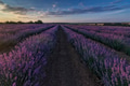 lavender fields lavender fields - PhotoDune Item for Sale