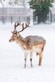 Fallow stag deer with antlers standing in the local park during a snow storm Fallow stag deer with antlers standing in the local park during a snow storm - PhotoDune Item for Sale