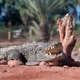 A crocodile basks on warm rocks while surrounded by palm trees in Morocco. A crocodile basks on warm rocks while surrounded by palm trees in Morocco. - PhotoDune Item for Sale