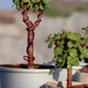 Mini Collection of Portulacaria Afra jade plant bonsai with mini pots. Mini Collection of Portulacaria Afra jade plant bonsai with mini pots. - PhotoDune Item for Sale