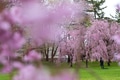 Beautiful cherry blossom flower in Japan Beautiful cherry blossom flower in Japan - PhotoDune Item for Sale