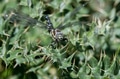 Close-up of common hawker dragonfly or Aeshna juncea Close-up of common hawker dragonfly or Aeshna juncea - PhotoDune Item for Sale