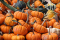 Pumpkins and Gourds for Fall Background. Pumpkins and Gourds for Fall Background. - PhotoDune Item for Sale
