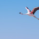 Flamingo in Andes Flamingo in Andes - PhotoDune Item for Sale