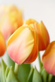 Yellow-orange Tulip Flowers Close-up. Yellow-orange Tulip Flowers Close-up. - PhotoDune Item for Sale