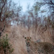 Male Leopard standing in the tall grass. Male Leopard standing in the tall grass. - PhotoDune Item for Sale