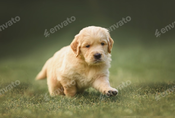 Golden Retriever Small Puppy Dog Retriever Mini Miniature Golden