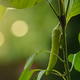 Ripe Banana Pepper Ripe Banana Pepper - PhotoDune Item for Sale