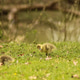 Gosling standing on grass near water in natural environment Gosling standing on grass near water in natural environment - PhotoDune Item for Sale