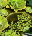 Aquatic plant, water lettuce (Pistia stratiotes) grown in a fish pond Aquatic plant, water lettuce (Pistia stratiotes) grown in a fish pond - PhotoDune Item for Sale