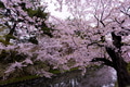 Beautiful cherry blossom flower in Japan Beautiful cherry blossom flower in Japan - PhotoDune Item for Sale