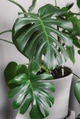 Monstera deliciosa or Swiss cheese plant in a gray concrete flower pot Monstera deliciosa or Swiss cheese plant in a gray concrete flower pot - PhotoDune Item for Sale