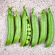 Green peas in pods on a gray table Green peas in pods on a gray table - PhotoDune Item for Sale