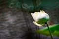 White lotus blooming in the pond White lotus blooming in the pond - PhotoDune Item for Sale
