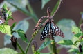 Close-up of Tirumala limniace or blue tiger butterfly Close-up of Tirumala limniace or blue tiger butterfly - PhotoDune Item for Sale