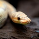 Yellow and white mixed python snake. Stock Photo by eelinstudio | PhotoDune