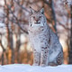 Majestic lynx in snowy forest Majestic lynx in snowy forest - PhotoDune Item for Sale