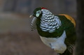 Lady Amherst’s Pheasant (Chrysolophus amherstiae), a stunning bird known for its intricate plumage Lady Amherst’s Pheasant (Chrysolophus amherstiae), a stunning bird known for its intricate plumage - PhotoDune Item for Sale