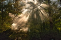 Sun rays shining through the canopy of trees in the forest Sun rays shining through the canopy of trees in the forest - PhotoDune Item for Sale