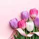 Colorful tulip bouquet with ribbon on pink background Colorful tulip bouquet with ribbon on pink background - PhotoDune Item for Sale