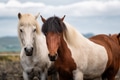 Wild horses in a group. Horses on the Westfjord in Iceland. Composition with wild animals. Wild horses in a group. Horses on the Westfjord in Iceland. Composition with wild animals. - PhotoDune Item for Sale