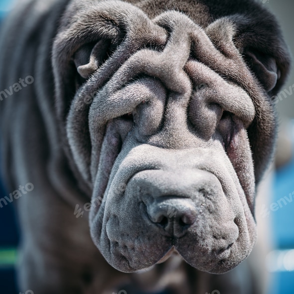 Miniature Shar Purebred Chinese Shar Pei Purebred Shar Pei Hot Sale