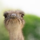 Funny ostrich in the zoo, close up portrait. Nature and animals. Focus on the beak Funny ostrich in the zoo, close up portrait. Nature and animals. Focus on the beak - PhotoDune Item for Sale
