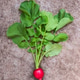 Freshly harvested, pink colorful radish. Growing radish. Growing vegetables. Concrete background Freshly harvested, pink colorful radish. Growing radish. Growing vegetables. Concrete background - PhotoDune Item for Sale
