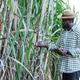 A farmer examines sugarcane plants with a tablet in hand, checking crop growth and condition. A farmer examines sugarcane plants with a tablet in hand, checking crop growth and condition. - PhotoDune Item for Sale