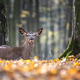 A deer relaxes among fallen leaves in a tranquil forest during autumn in the late afternoon sunlight A deer relaxes among fallen leaves in a tranquil forest during autumn in the late afternoon sunlight - PhotoDune Item for Sale