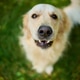 A playful golden retriever lounges comfortably on soft grass A playful golden retriever lounges comfortably on soft grass - PhotoDune Item for Sale