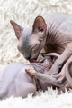 Mother Sphynx Cat carefully licks kitten with her tongue while feeding little cat with breast milk Mother Sphynx Cat carefully licks kitten with her tongue while feeding little cat with breast milk - PhotoDune Item for Sale