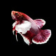 betta fish on black betta fish on black - PhotoDune Item for Sale