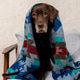 Labrador Retriever dog is sitting on chair, wrapped in a blanket. Labrador Retriever dog is sitting on chair, wrapped in a blanket. - PhotoDune Item for Sale