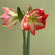Amaryllis in bloom. Amaryllis in bloom. - PhotoDune Item for Sale