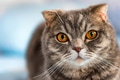 Grey British Shorthair cat portrait Grey British Shorthair cat portrait - PhotoDune Item for Sale